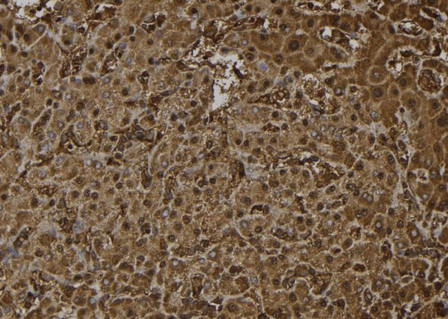 OTUB2 Antibody in Immunohistochemistry (Paraffin) (IHC (P))