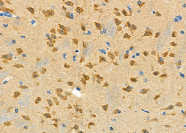 SPHK2 Antibody in Immunohistochemistry (Paraffin) (IHC (P))