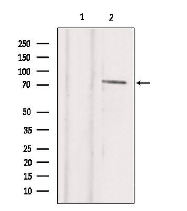 TBX2 Antibody in Western Blot (WB)