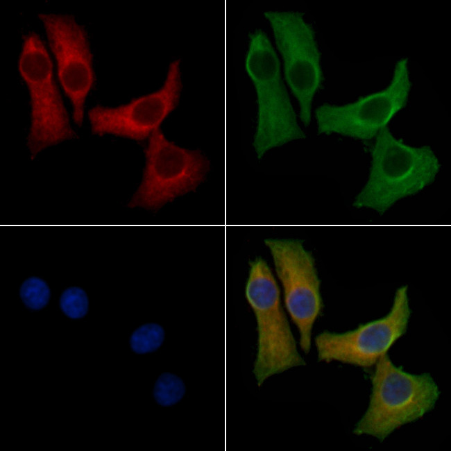 GRIK5 Antibody in Immunocytochemistry (ICC/IF)