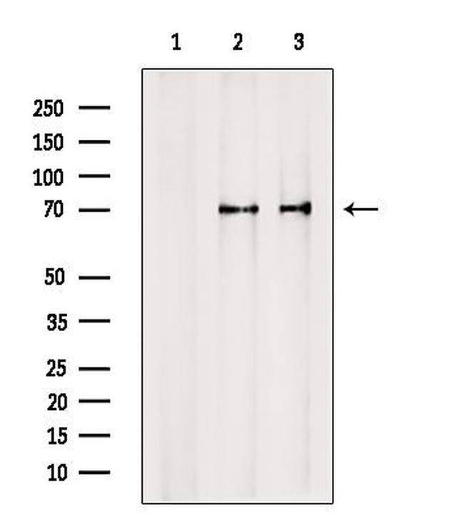 TXK Antibody in Western Blot (WB)