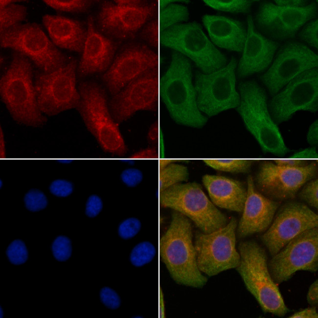 IL-28A Antibody in Immunocytochemistry (ICC/IF)