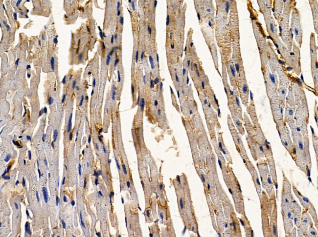 Sclerostin Antibody in Immunohistochemistry (Paraffin) (IHC (P))