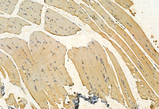 YME1L1 Antibody in Immunohistochemistry (Paraffin) (IHC (P))