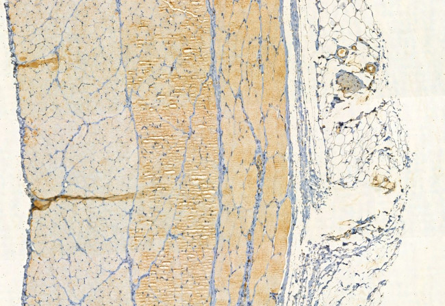 YME1L1 Antibody in Immunohistochemistry (Paraffin) (IHC (P))