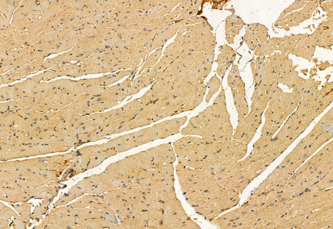 YME1L1 Antibody in Immunohistochemistry (Paraffin) (IHC (P))