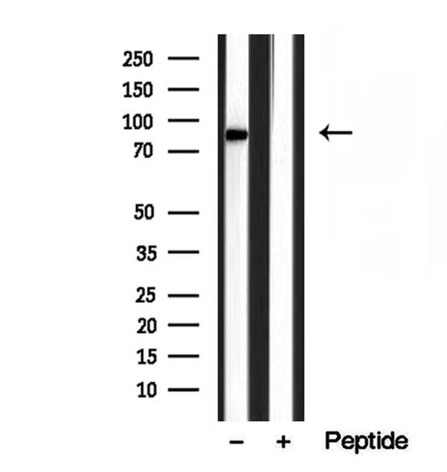 YME1L1 Antibody in Western Blot (WB)