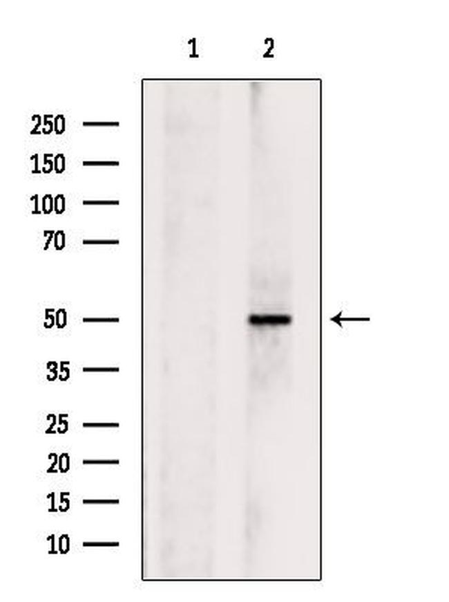 ERAL1 Antibody in Western Blot (WB)