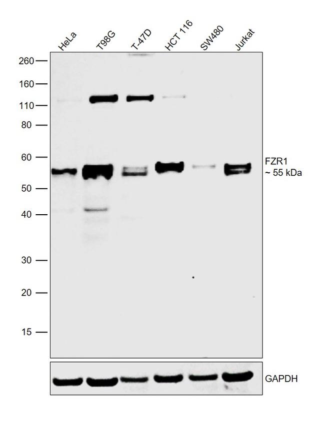 FZR1 Antibody in Western Blot (WB)