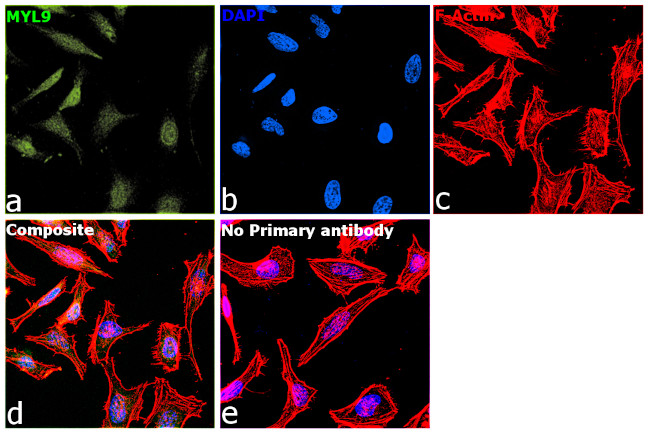 Phospho-MYL9 (Ser19) Antibody in Immunocytochemistry (ICC/IF)