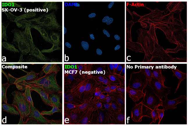 IDO1 Antibody in Immunocytochemistry (ICC/IF)