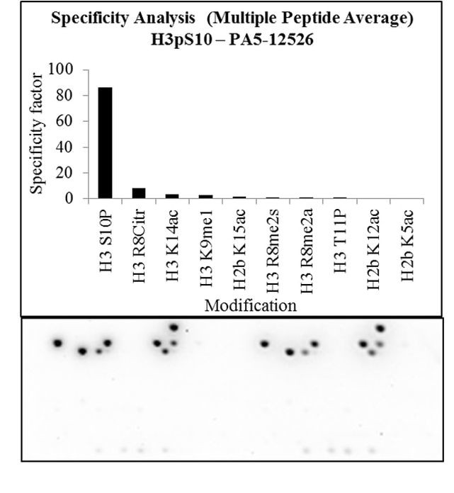 Phospho-Histone H3 (Ser10) Antibody