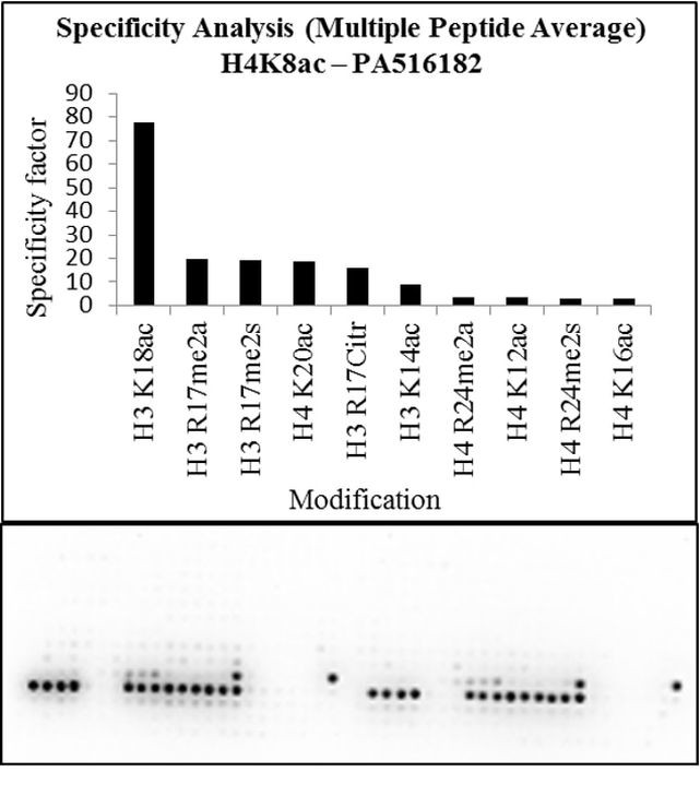 H4K8ac Antibody in Peptide array (Array)