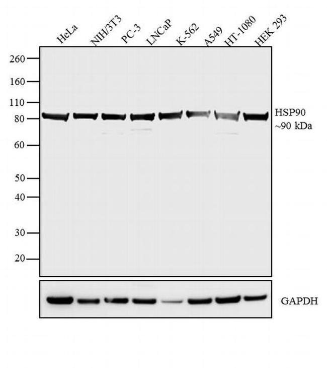 HSP90 beta Antibody in Western Blot (WB)