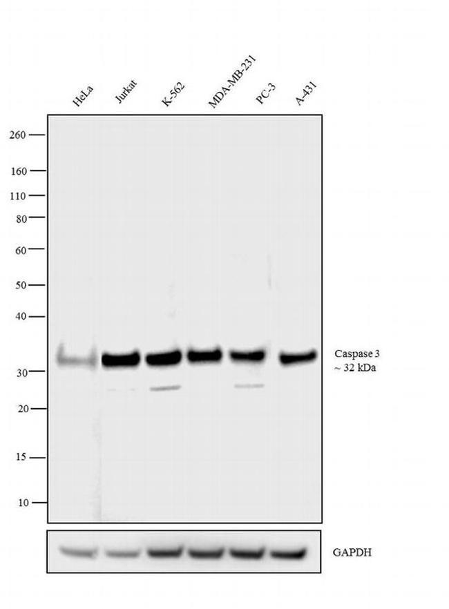 Caspase 3 Antibody in Western Blot (WB)