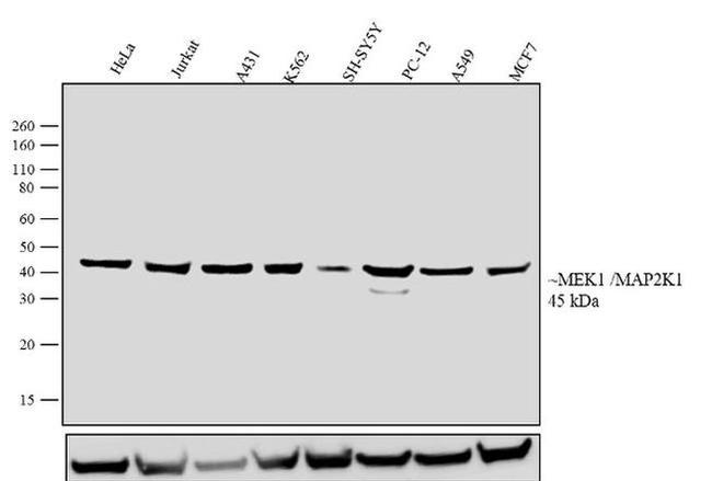 MEK1 Antibody in Western Blot (WB)