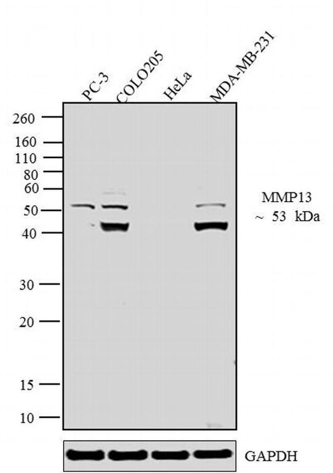 MMP13 Antibody in Western Blot (WB)