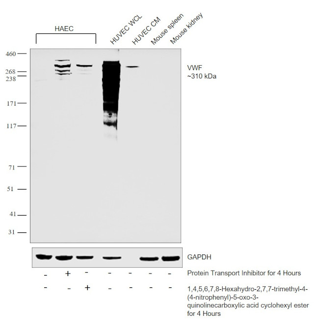 VWF Antibody