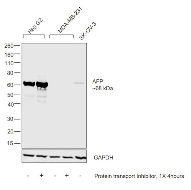 AFP Antibody