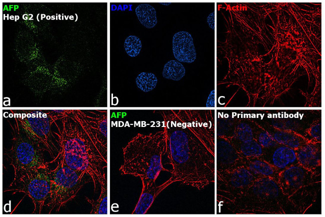 AFP Antibody in Immunocytochemistry (ICC/IF)