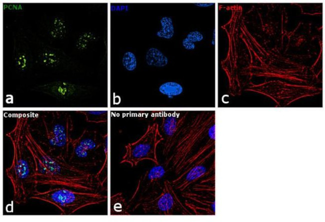 PCNA Antibody in Immunocytochemistry (ICC/IF)