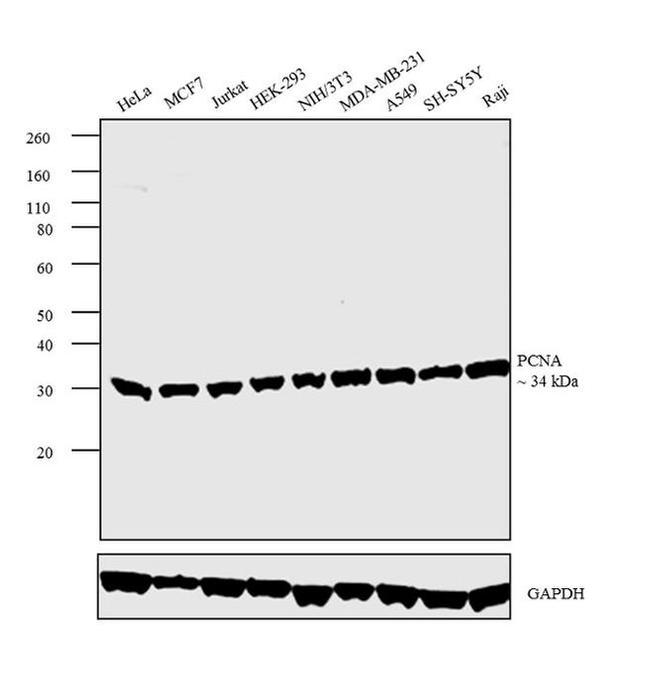 PCNA Antibody in Western Blot (WB)