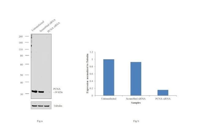 PCNA Antibody in Western Blot (WB)