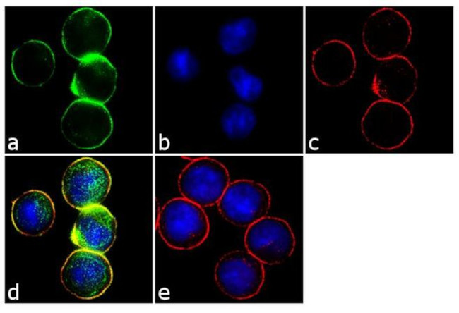 CD138 Antibody in Immunocytochemistry (ICC/IF)