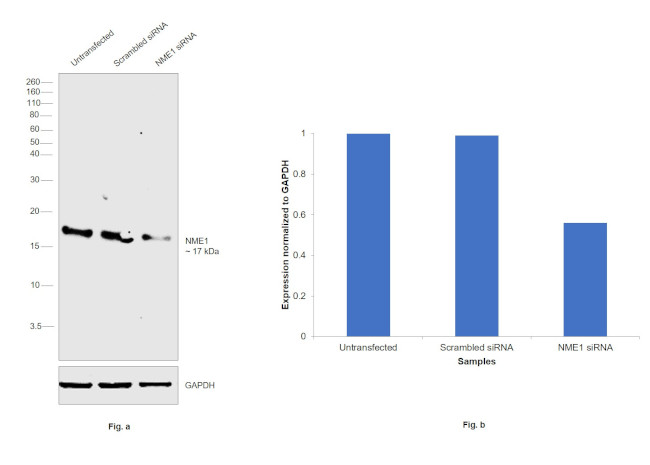 NME1 Antibody