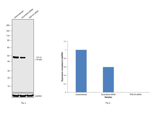 TDP-43 Antibody in Western Blot (WB)