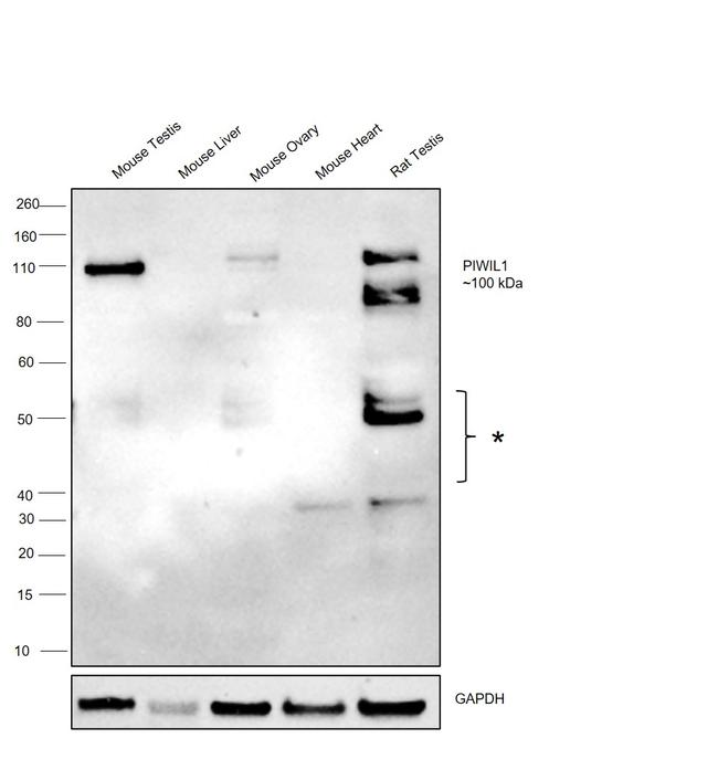 PIWIL1 Antibody in Western Blot (WB)