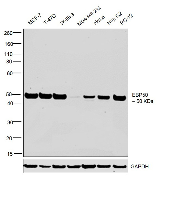 EBP50 Antibody