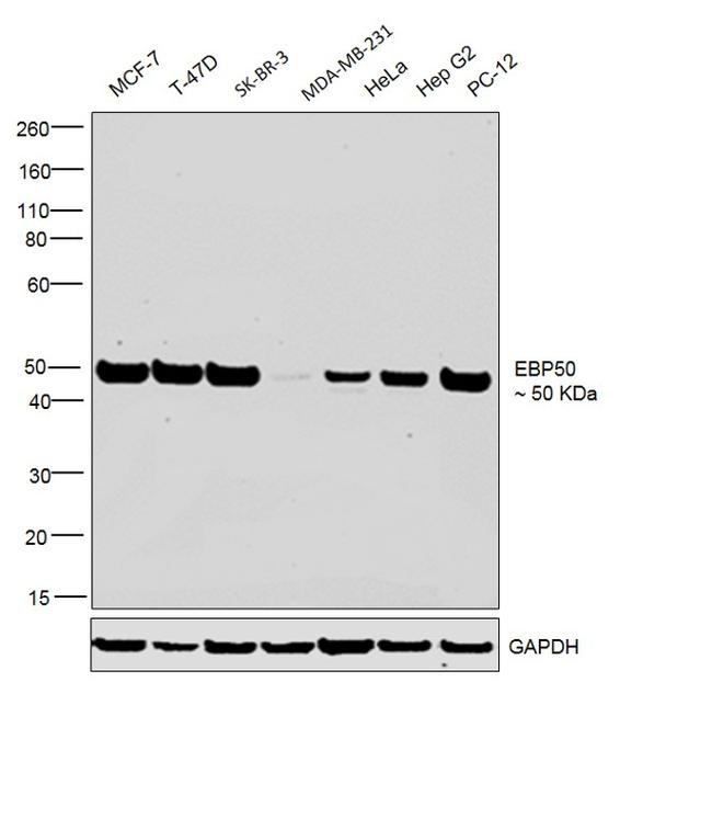 EBP50 Antibody in Western Blot (WB)