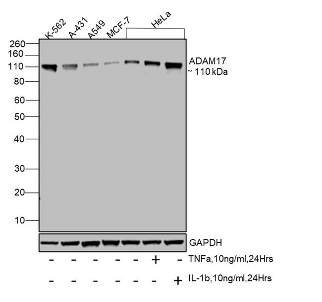 ADAM17 Antibody in Western Blot (WB)