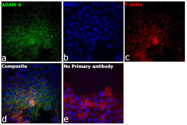 ADAM9 Antibody in Immunocytochemistry (ICC/IF)