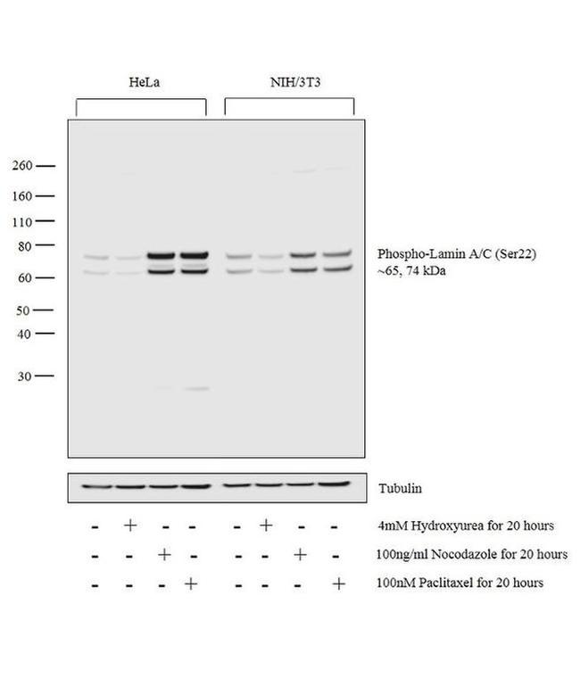 Phospho-Lamin A/C (Ser22) Antibody in Western Blot (WB)