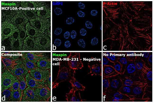 Maspin Antibody in Immunocytochemistry (ICC/IF)