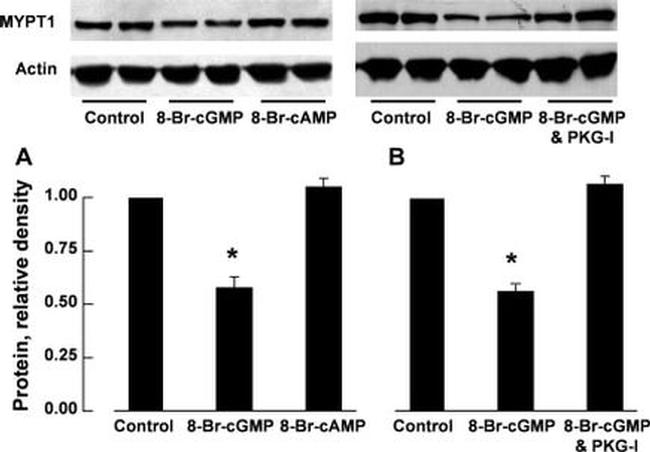 MYPT1 Antibody in Western Blot (WB)