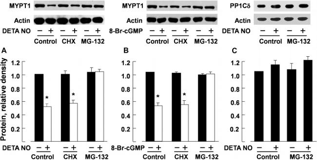 MYPT1 Antibody in Western Blot (WB)