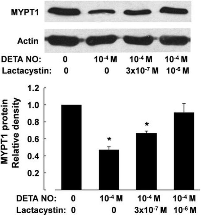 MYPT1 Antibody in Western Blot (WB)