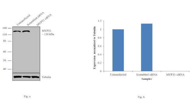 MYPT1 Antibody