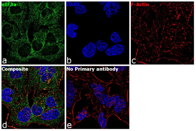 eIF3a Antibody in Immunocytochemistry (ICC/IF)