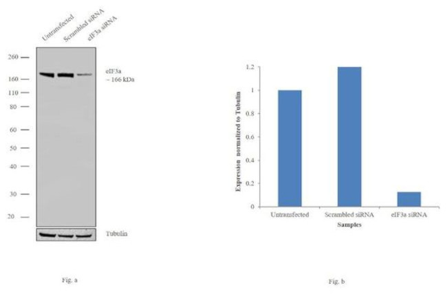 eIF3a Antibody