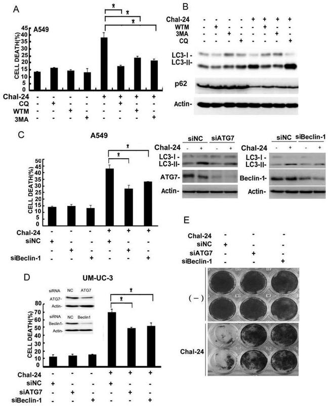 ATG7 Antibody in Western Blot (WB)