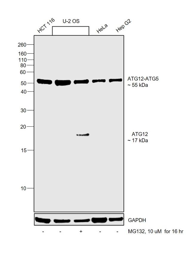 ATG12 Antibody