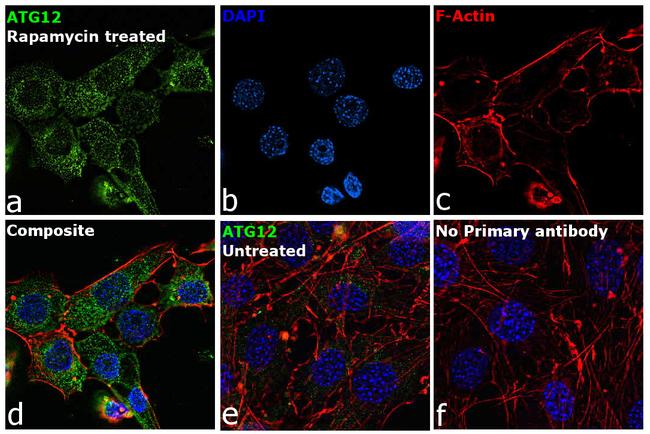 ATG12 Antibody