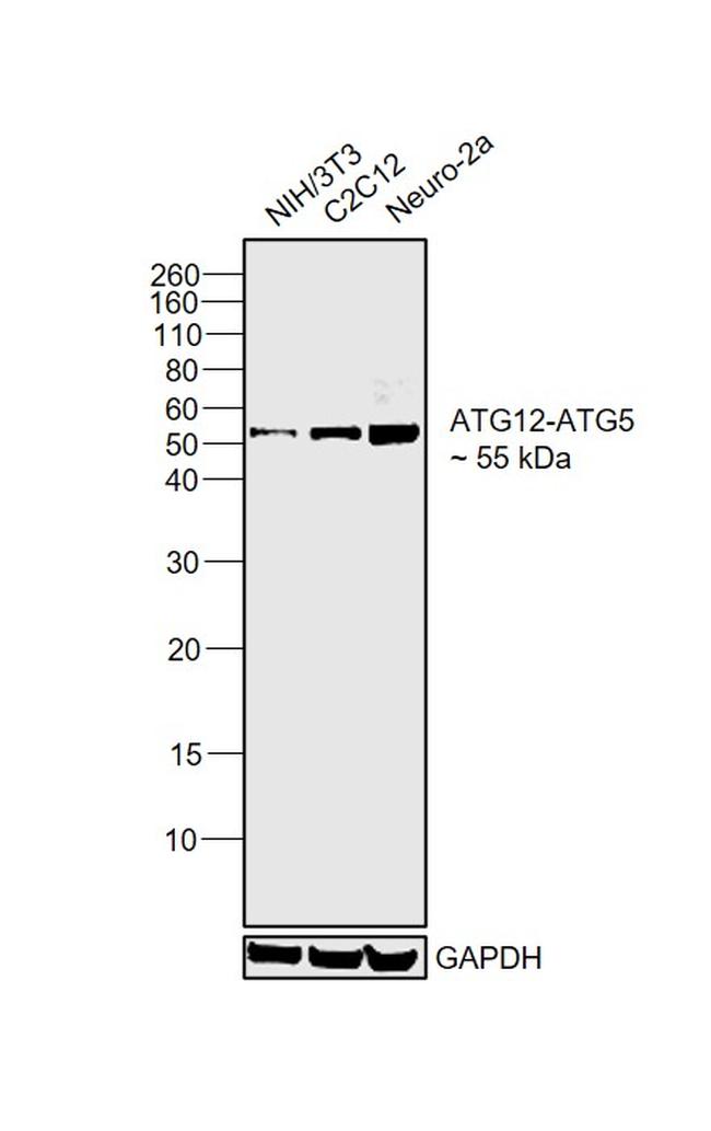 ATG12 Antibody in Western Blot (WB)