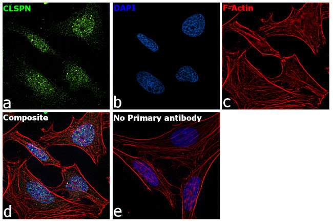 Claspin Antibody in Immunocytochemistry (ICC/IF)