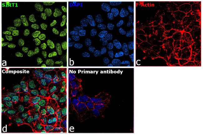 SIRT1 Antibody in Immunocytochemistry (ICC/IF)