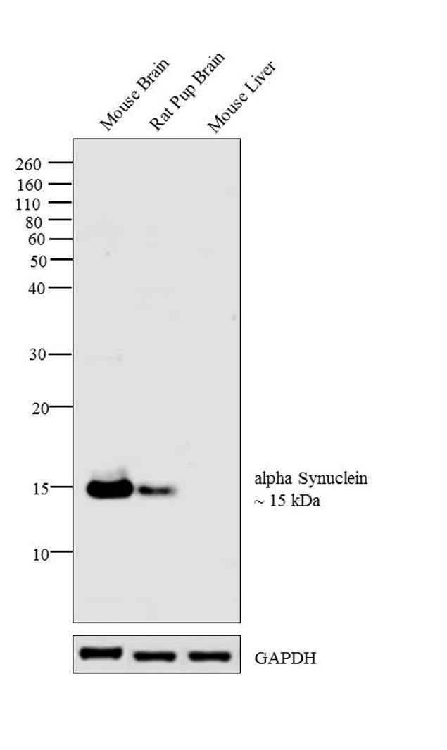 alpha Synuclein Antibody